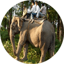 elephant safari dudhwa national park