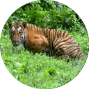 tiger spotting dudhwa tigerreserve