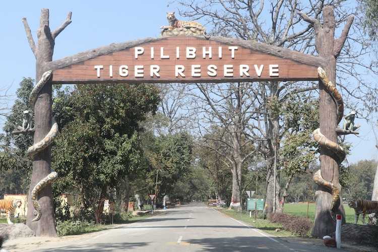 Pilibhit Tiger Reserve