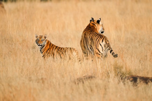 Kishanpur Dudhwa National Park Tiger Sighting
