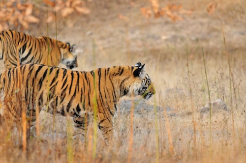 Tiger Sighting In Dudhwa National Park