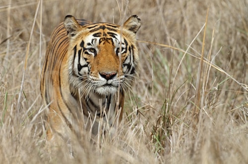 Tiger Sighting In Kishanpur Sanctuary
