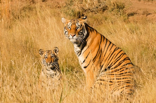 Tiger Sighting In Pilibhit Tiger Reserve